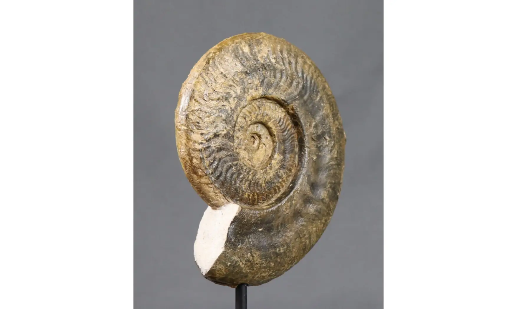 Harpoceras falciferum