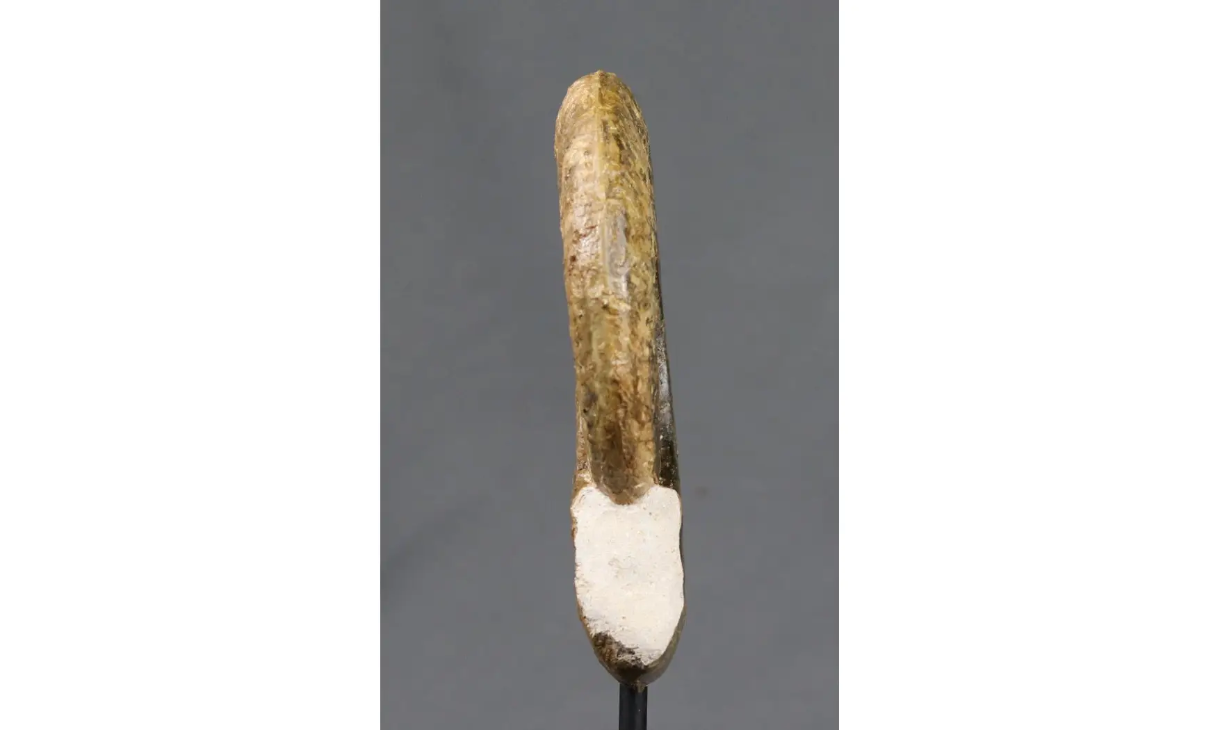 Harpoceras falciferum