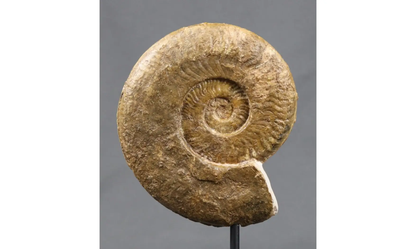 Harpoceras falciferum