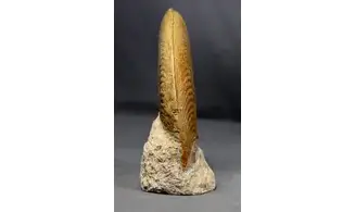 Harpoceras falciferum