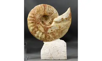 Hecticoceras aff. michalskii