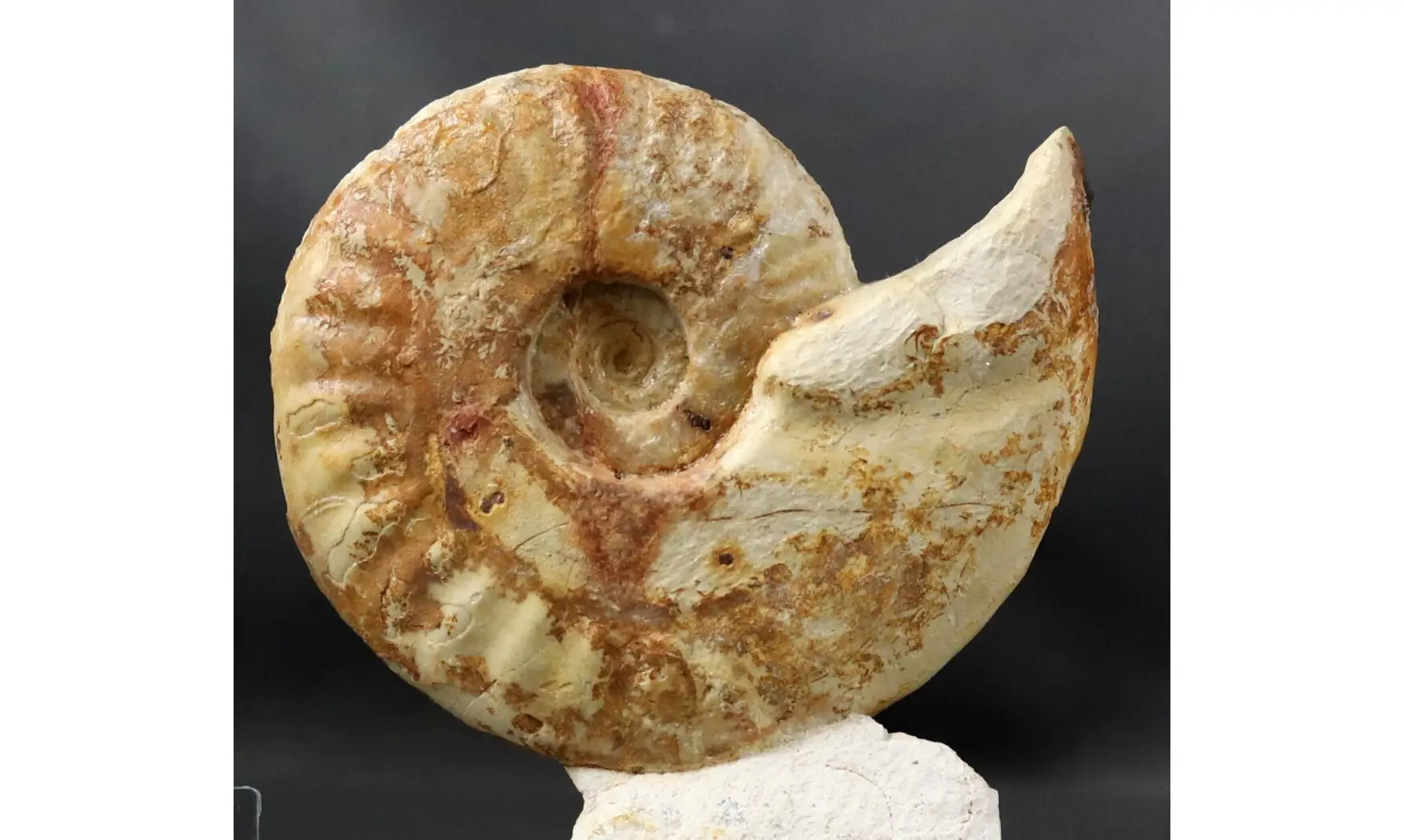 Hecticoceras aff. michalskii