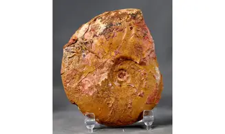 Leioceras comptum