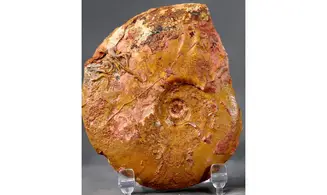 Leioceras comptum