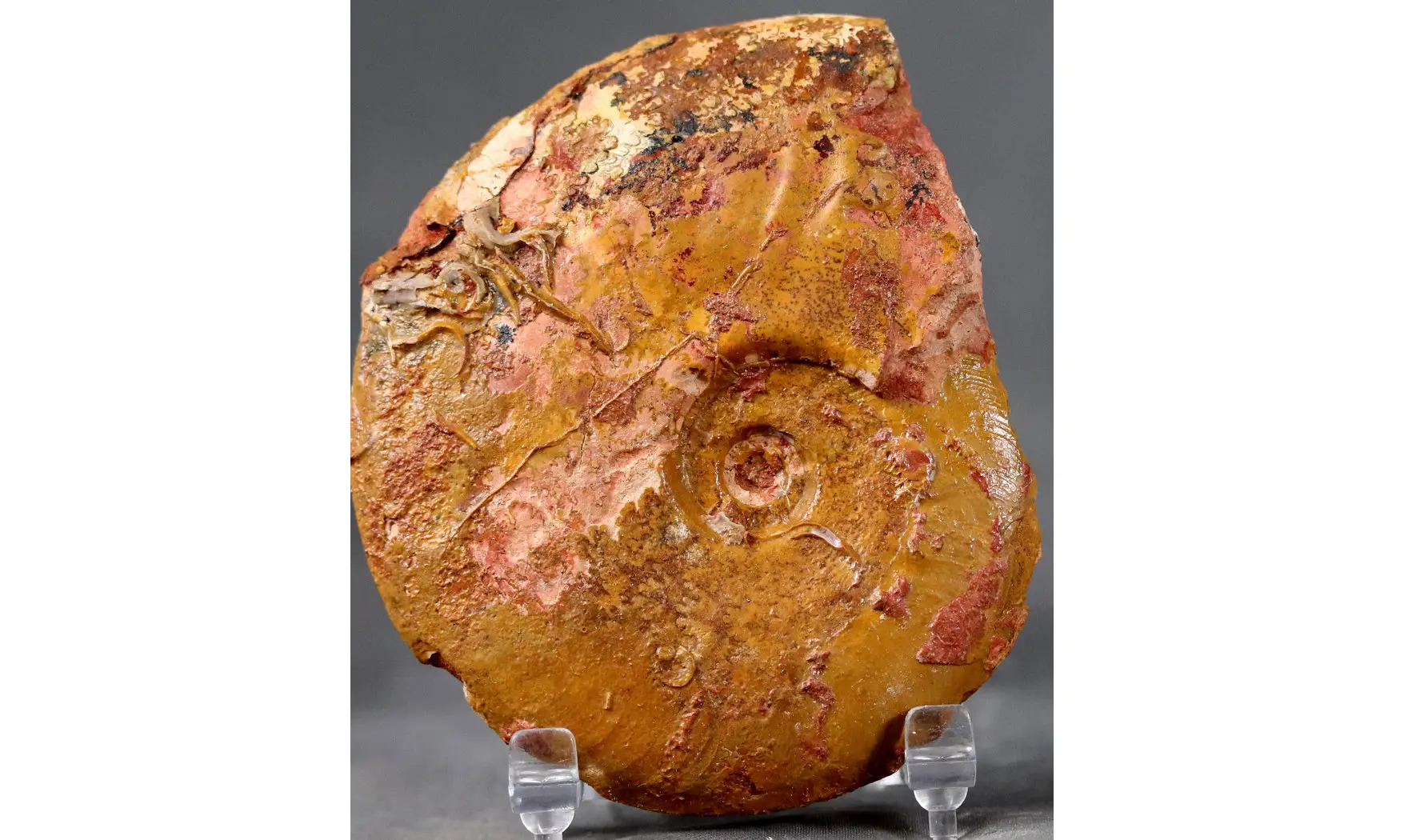 Leioceras comptum
