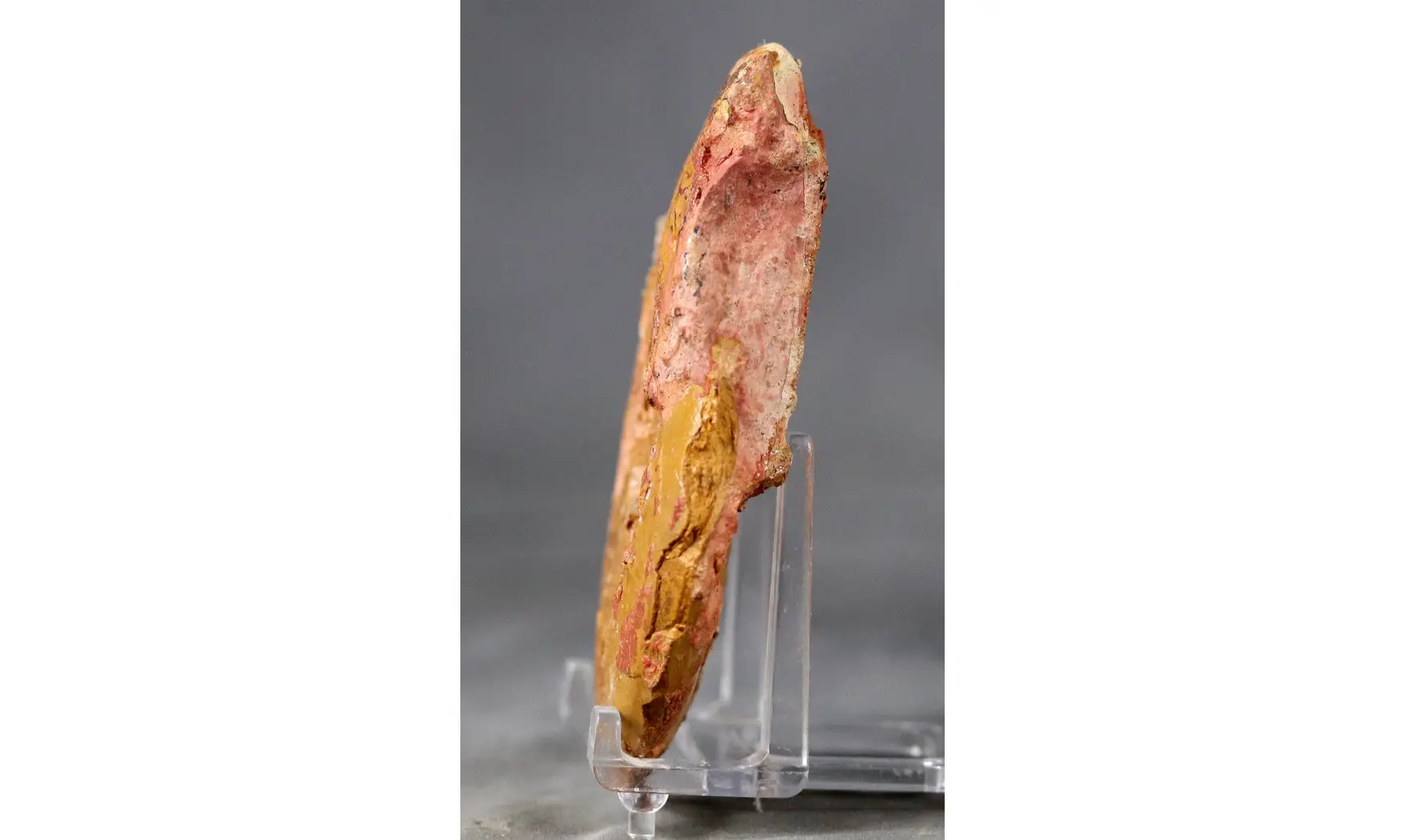 Leioceras comptum