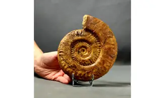 Hildaites levisoni