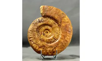 Hildaites levisoni