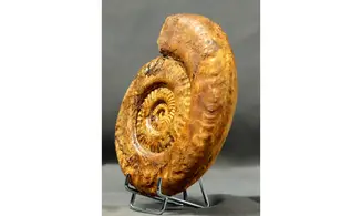 Hildaites levisoni