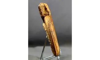 Hildaites levisoni