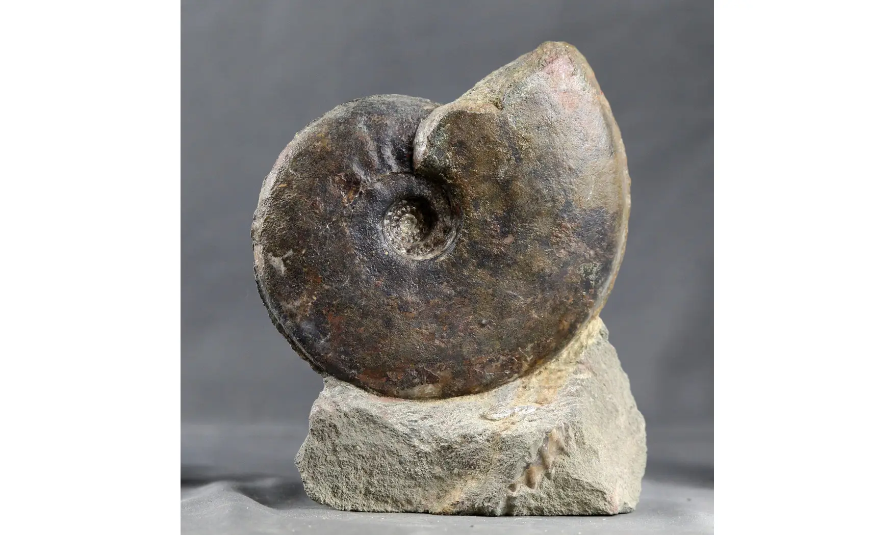 Graphoceras concavum