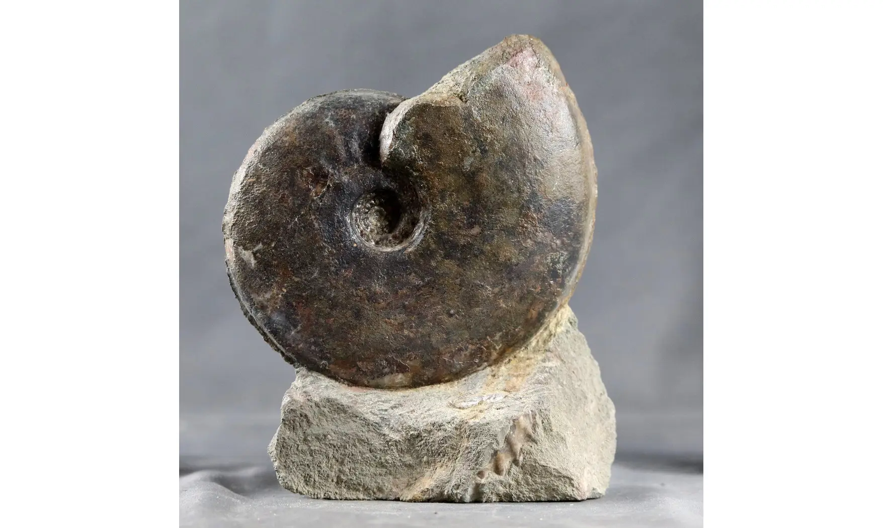 Graphoceras concavum