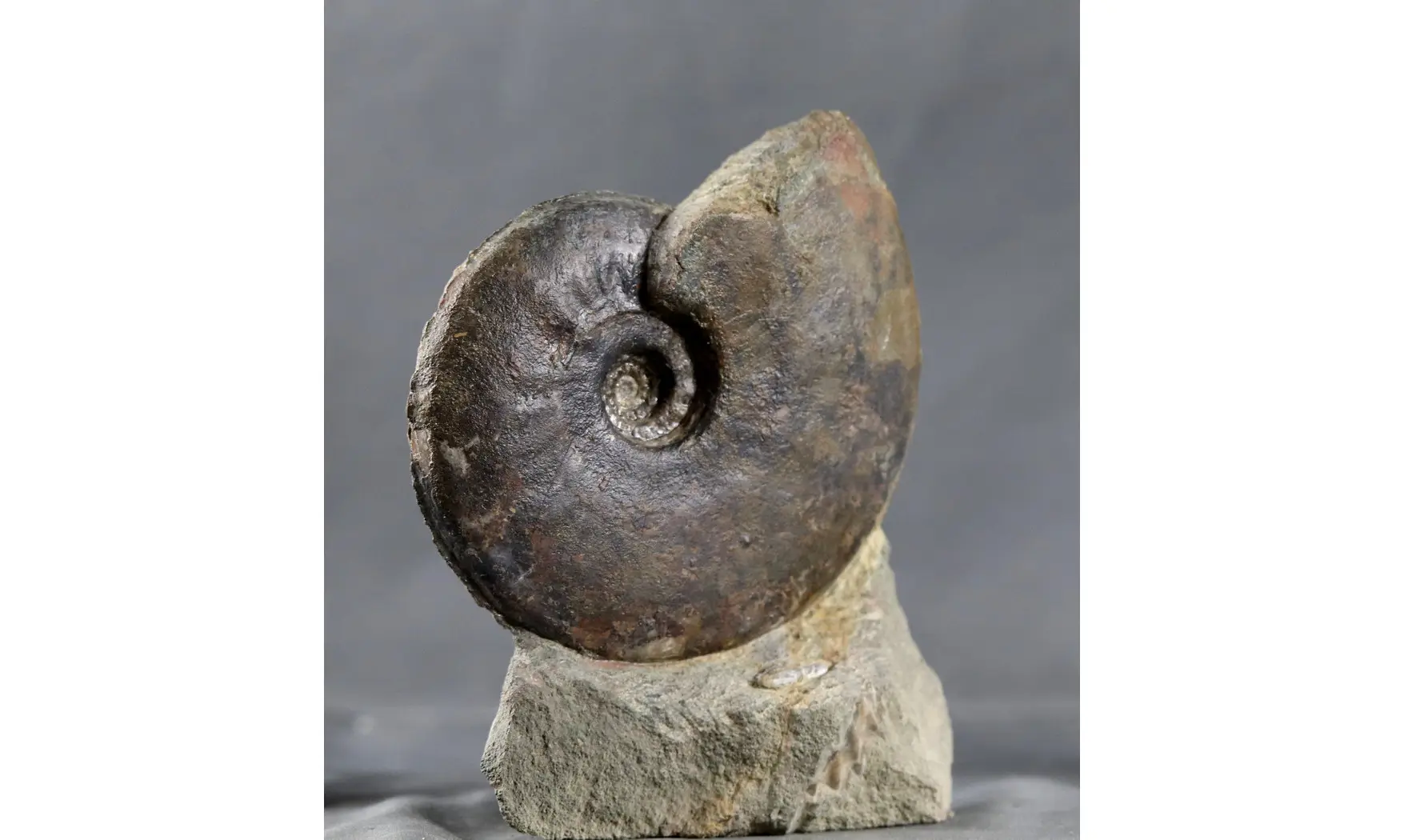 Graphoceras concavum