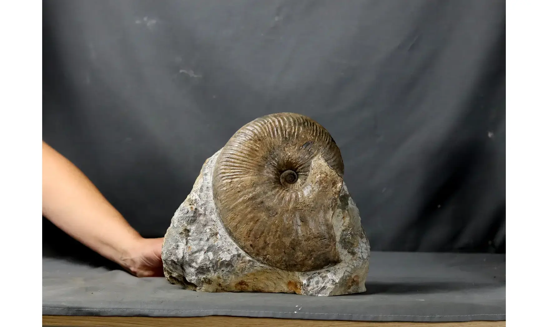 Oxynoticeras oxynotum