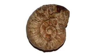 BEANICERAS LURIDUM