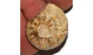 BEANICERAS LURIDUM