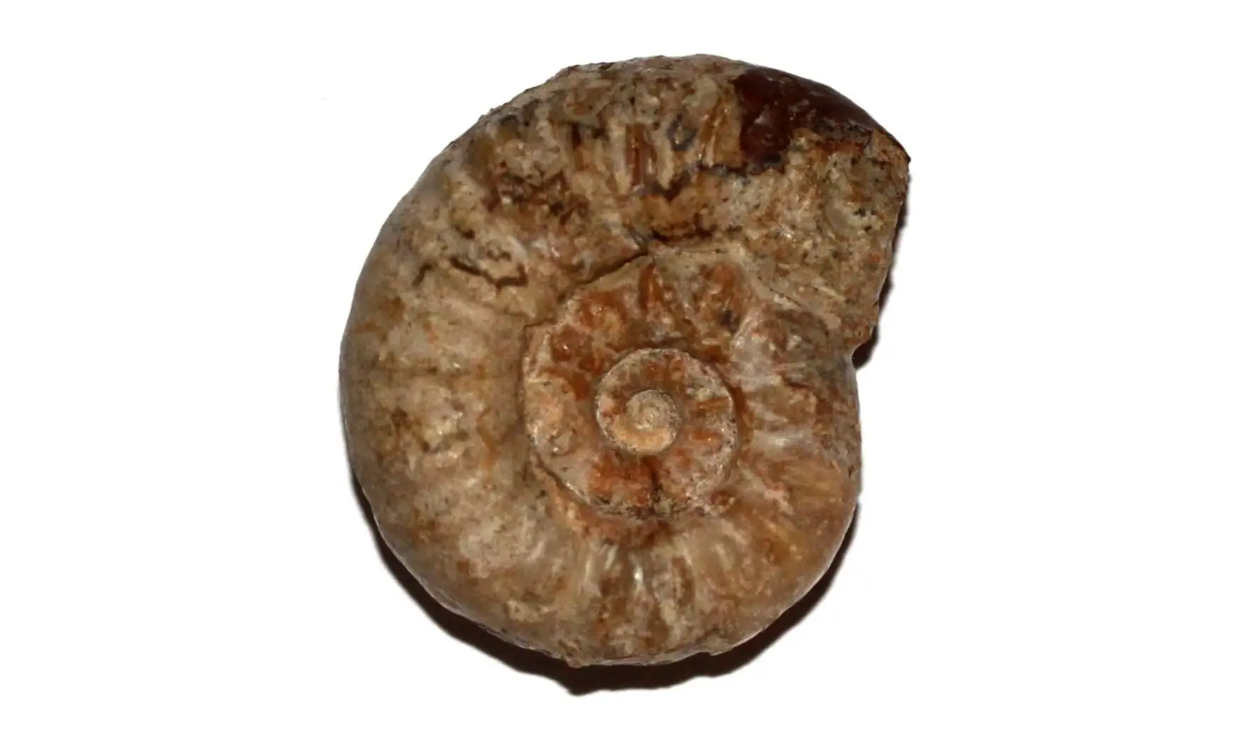 BEANICERAS LURIDUM