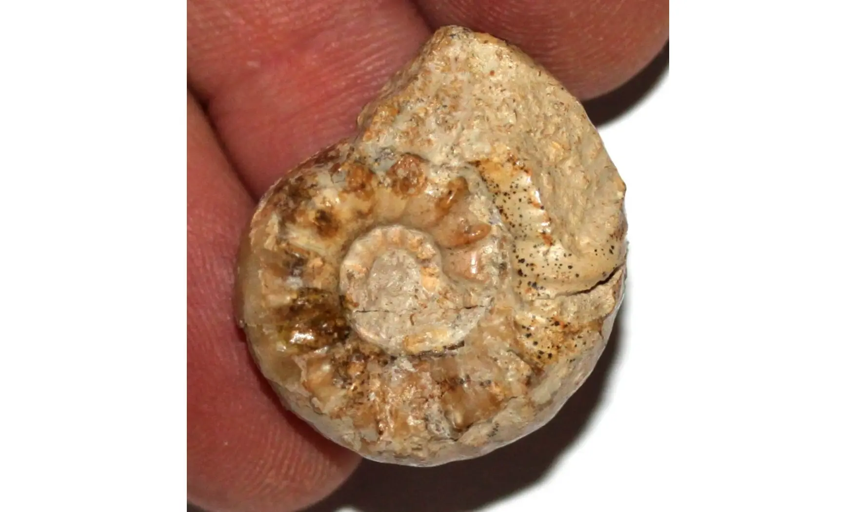 BEANICERAS LURIDUM