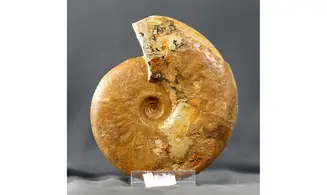 Leioceras opalinum