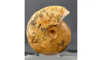 Leioceras opalinum
