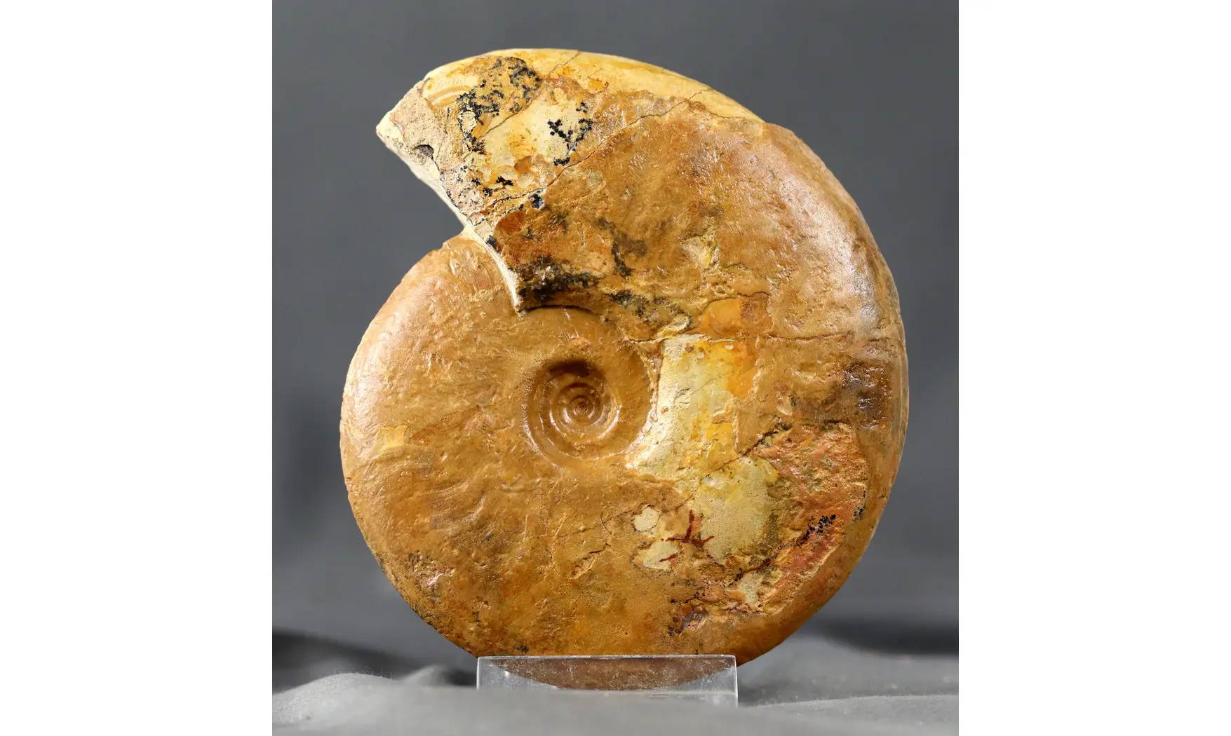Leioceras opalinum