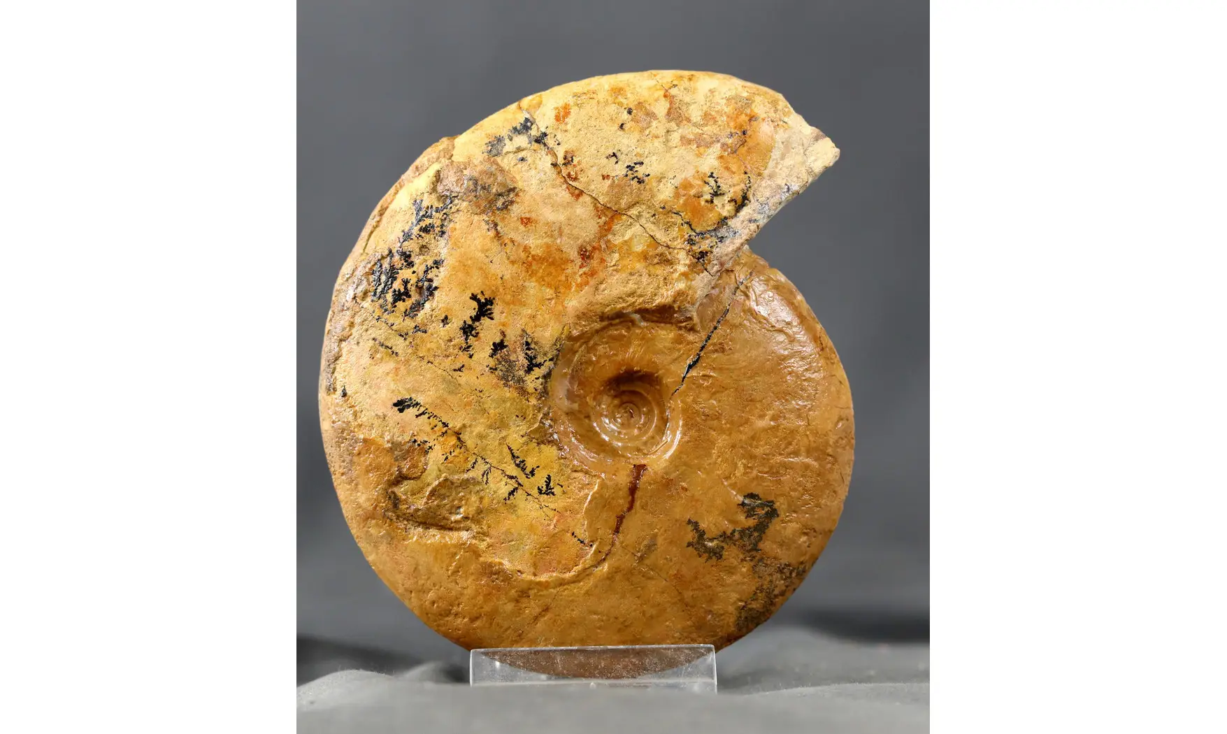 Leioceras opalinum