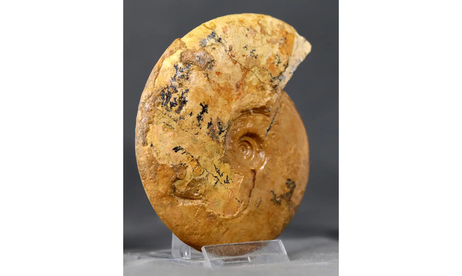Leioceras opalinum