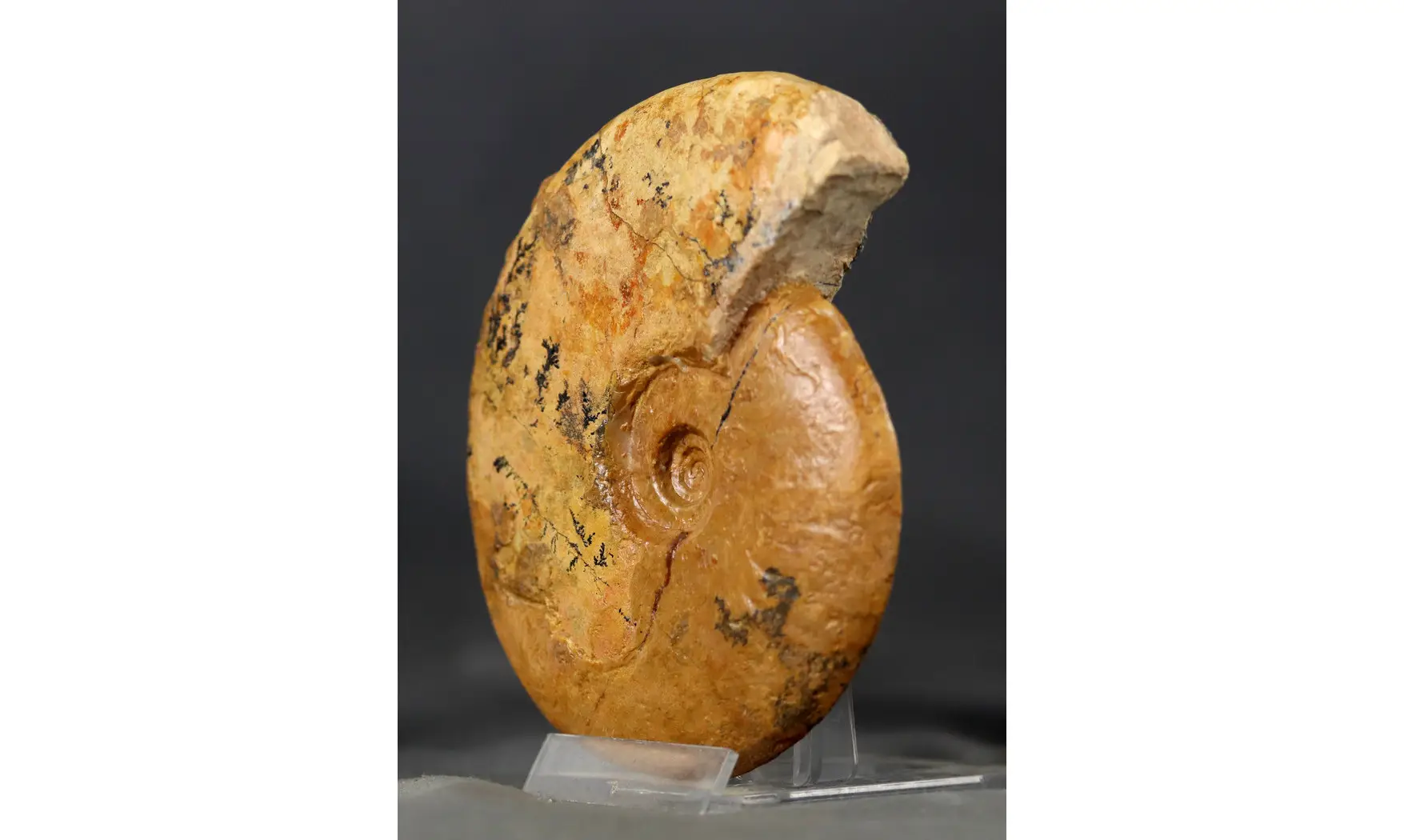 Leioceras opalinum
