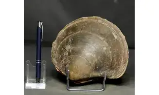 Plagiostoma gigantea