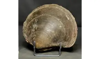 Plagiostoma gigantea