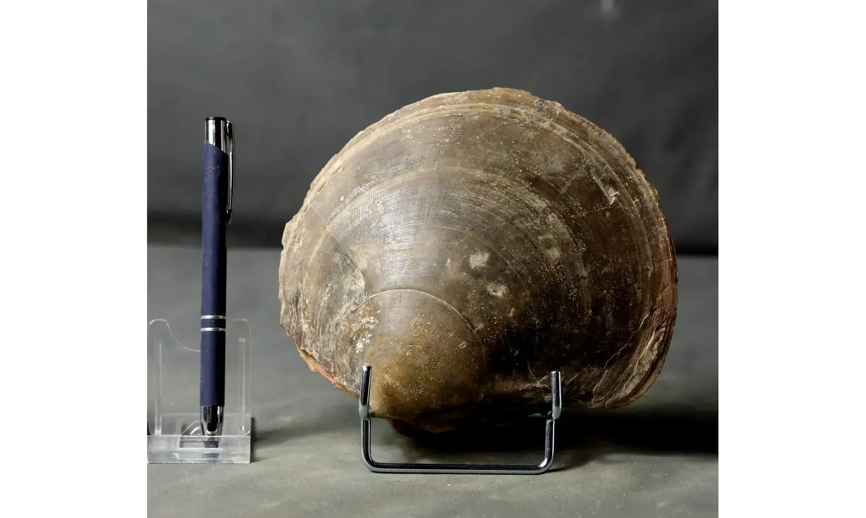 Plagiostoma gigantea