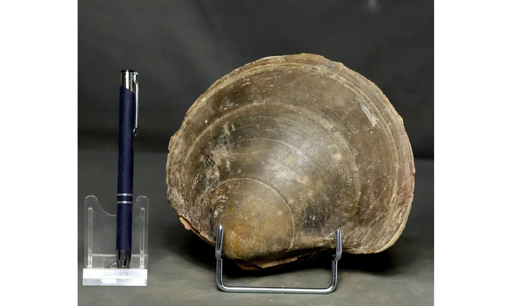 Plagiostoma gigantea