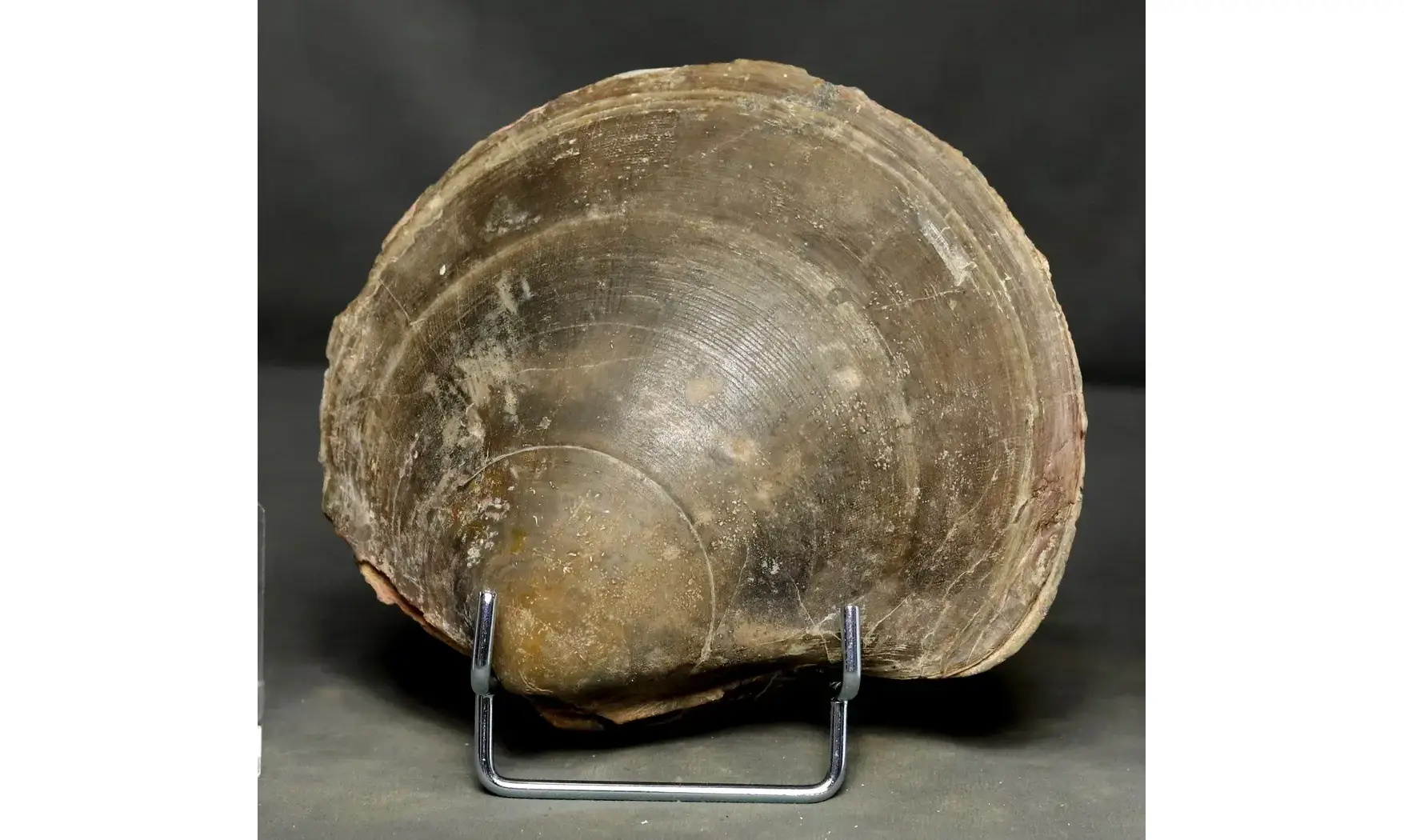Plagiostoma gigantea