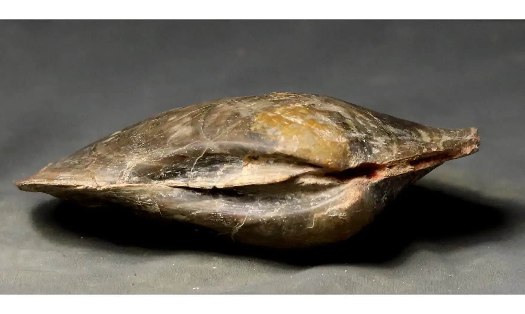 Plagiostoma gigantea