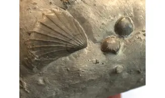 AVICULA + CALCIRHYNCHIA