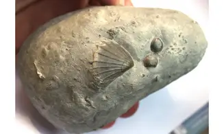 AVICULA + CALCIRHYNCHIA