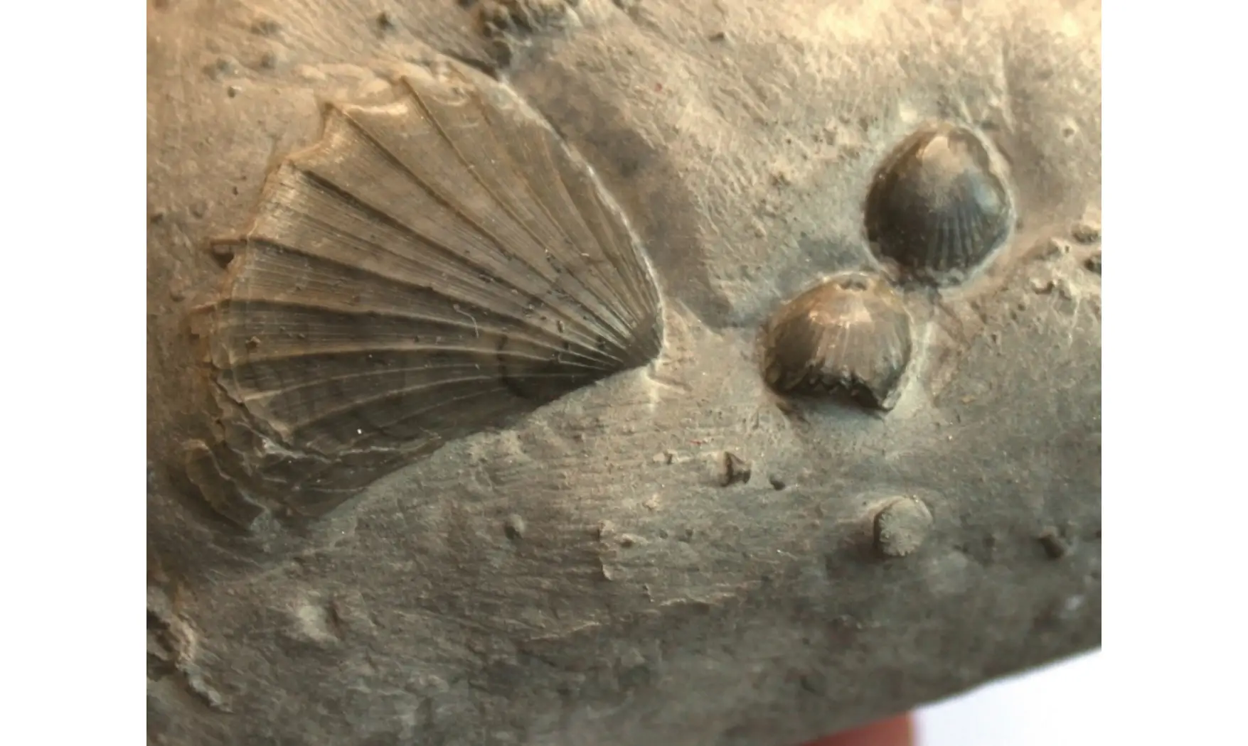 AVICULA + CALCIRHYNCHIA