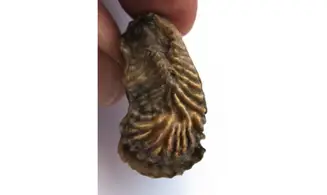 ARCTOSTREA GREGARIA
