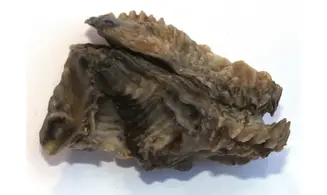 ARCTOSTREA GREGARIA