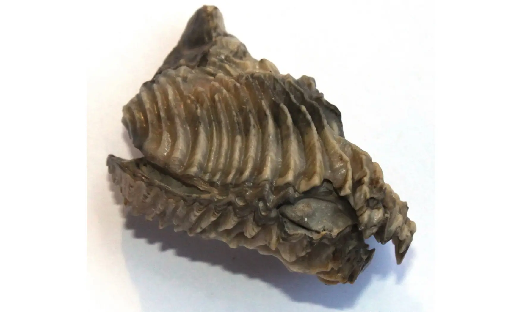 ARCTOSTREA GREGARIA