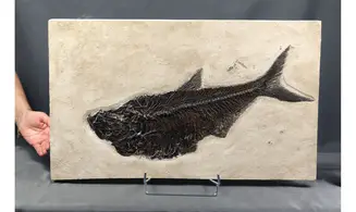 Diplomystus dentatus