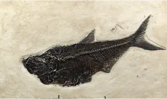 Diplomystus dentatus