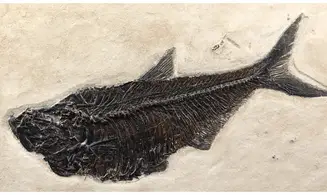 Diplomystus dentatus