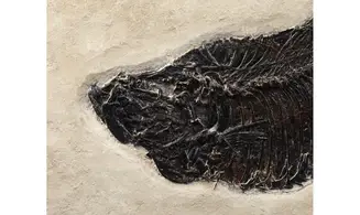 Diplomystus dentatus