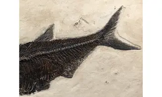 Diplomystus dentatus