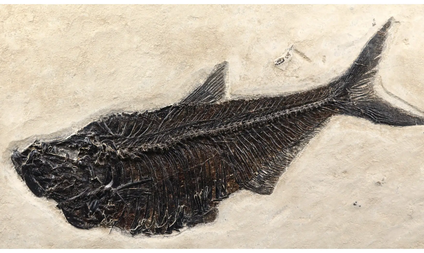 Diplomystus dentatus