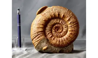 Reineckeia & Oecoptychius
