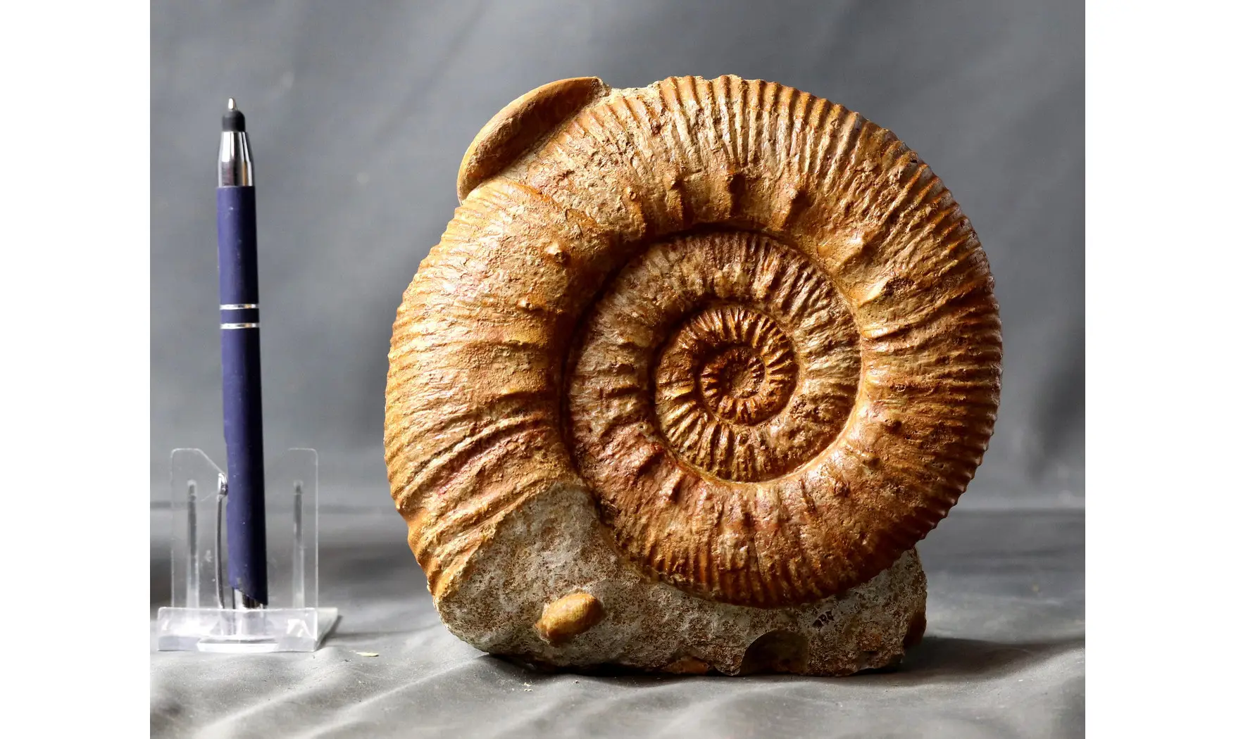 Reineckeia & Oecoptychius