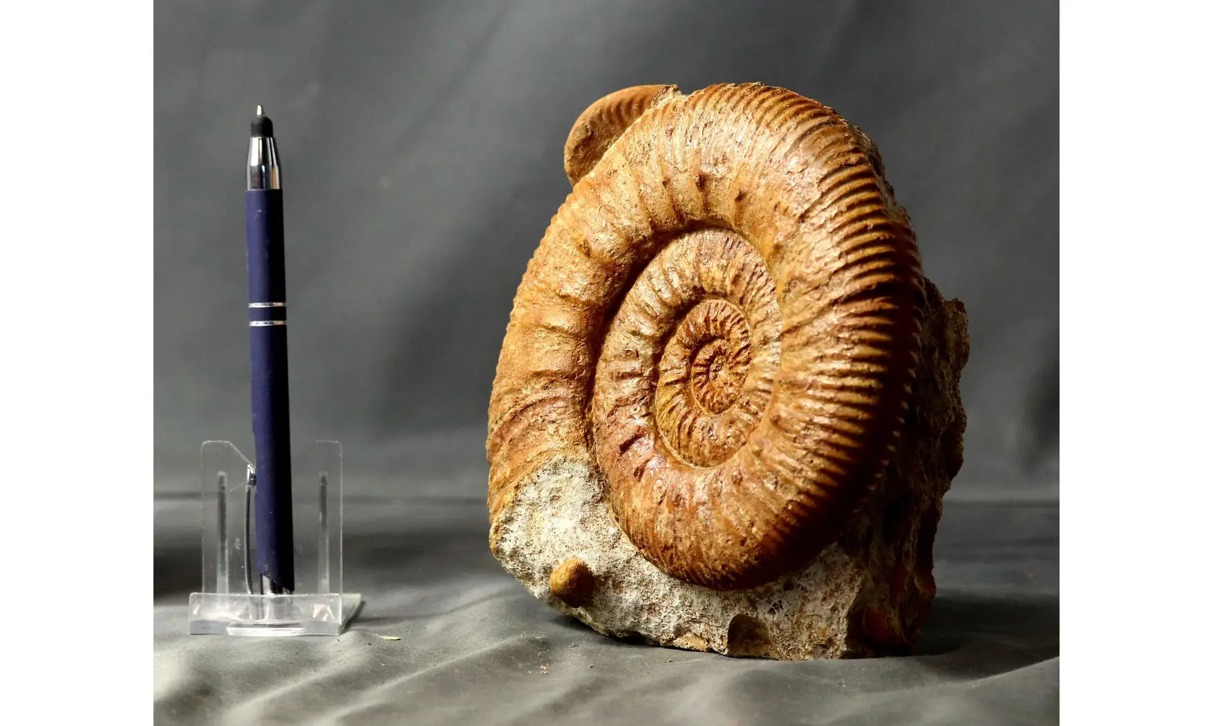 Reineckeia & Oecoptychius