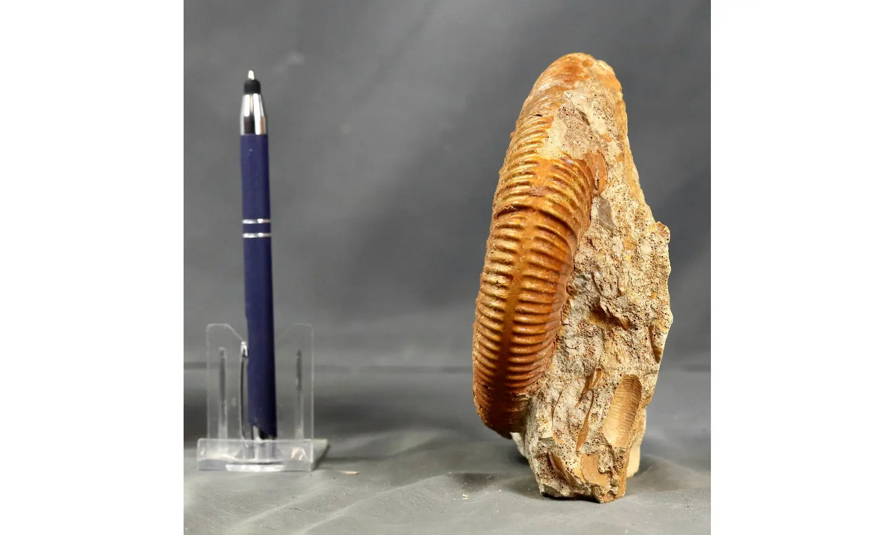 Reineckeia & Oecoptychius